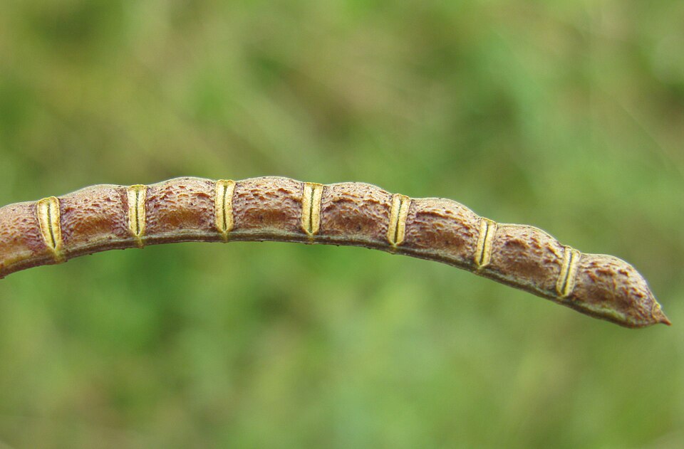 Indian Jointvetch