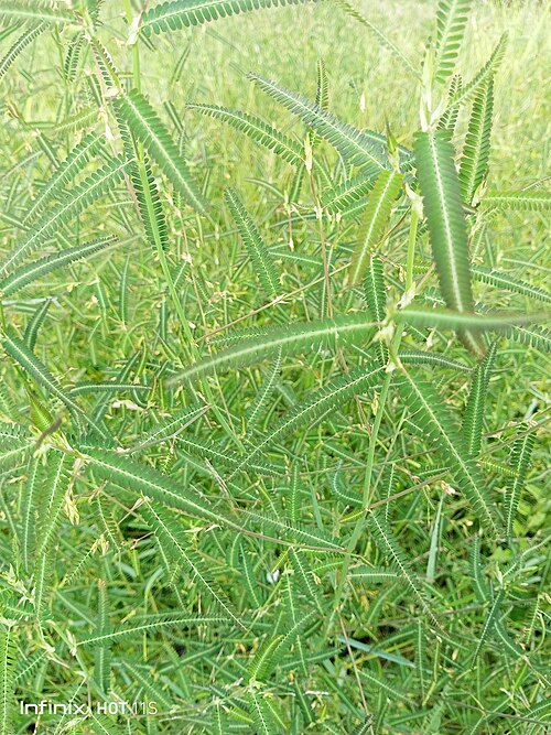 Indian Jointvetch