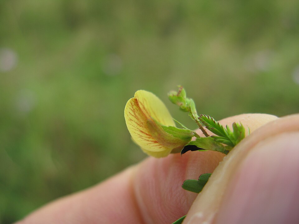 Indian Jointvetch