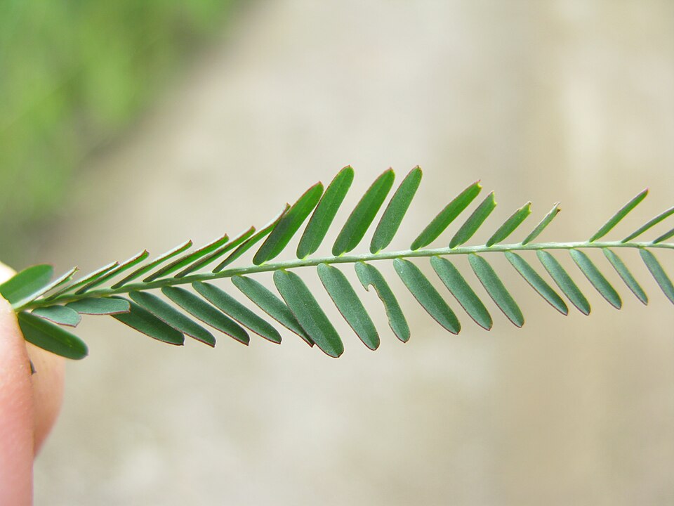 Indian Jointvetch