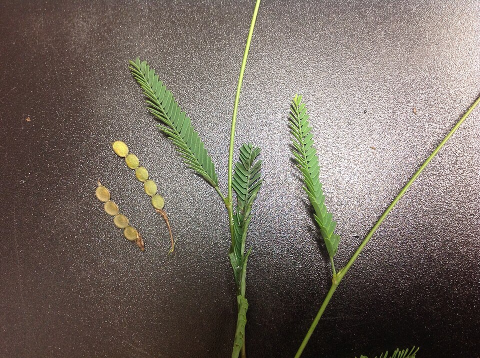 Pannicle Jointvetch