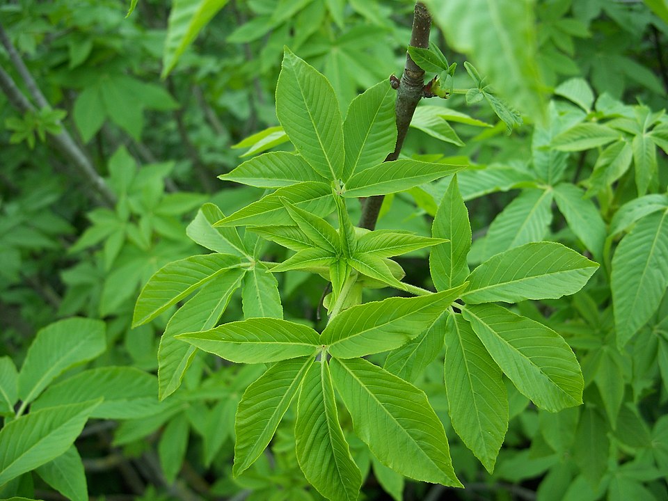 California Buckeye