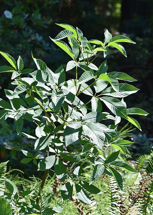 California Buckeye
