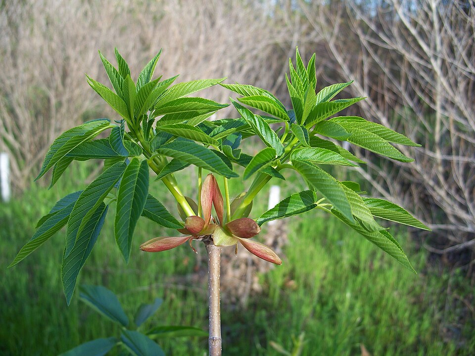 California Buckeye