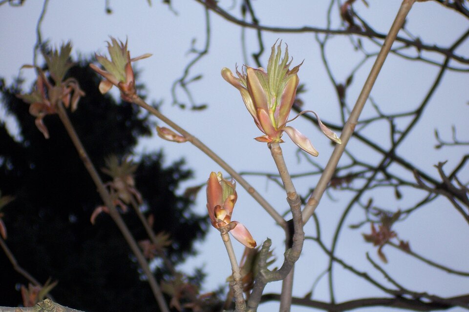 Yellow Buckeye