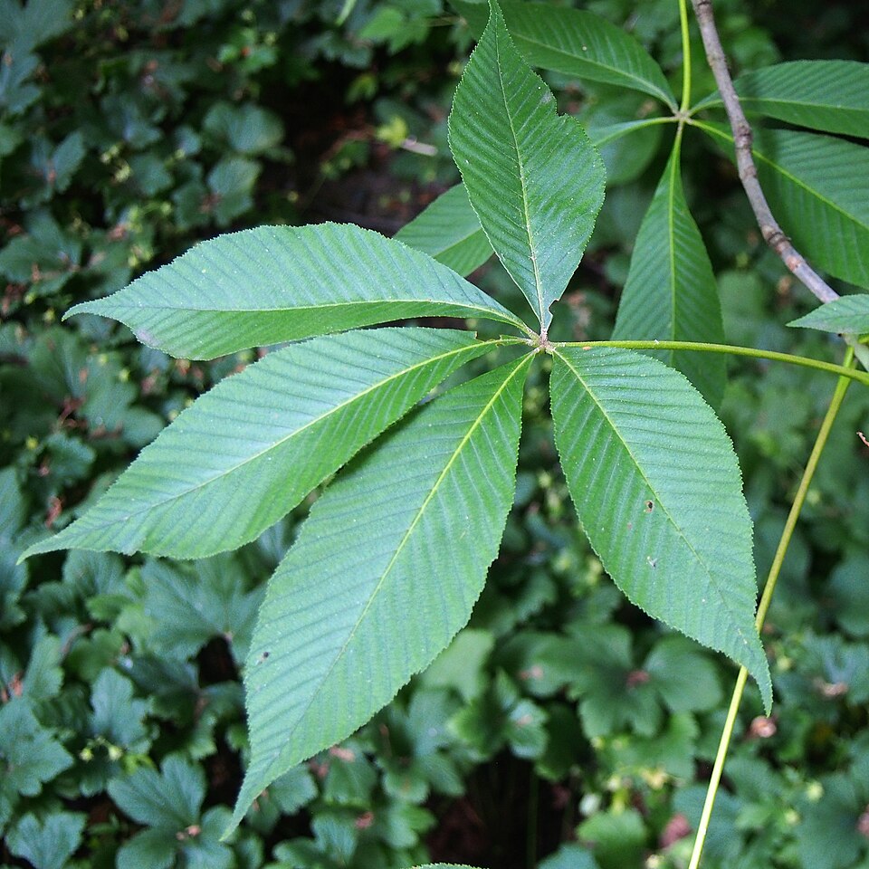 Yellow Buckeye