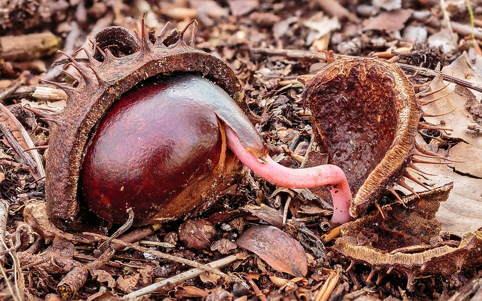 Horse Chestnut