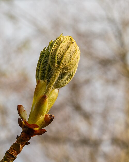 Horse Chestnut