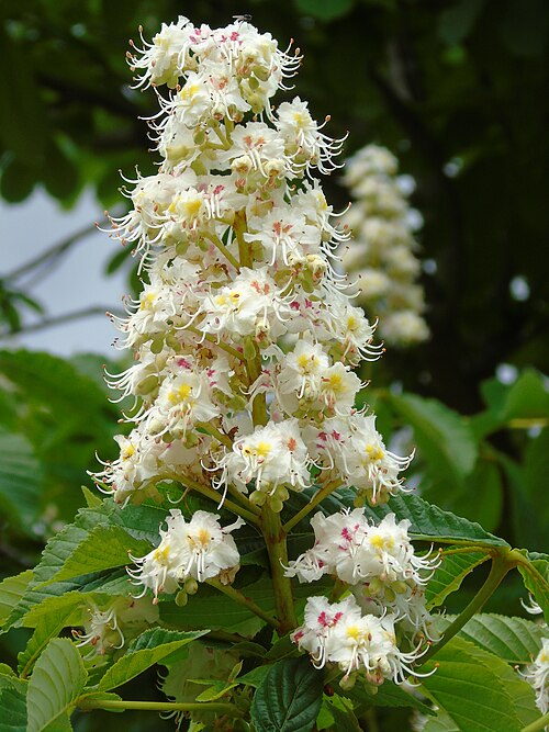 Horse Chestnut
