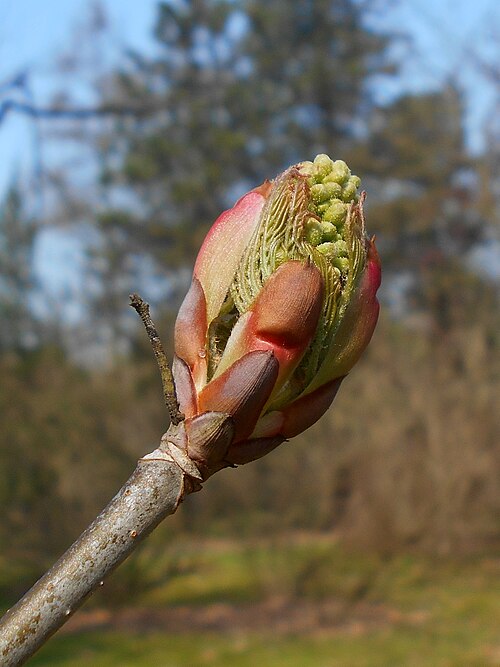 Red Buckeye