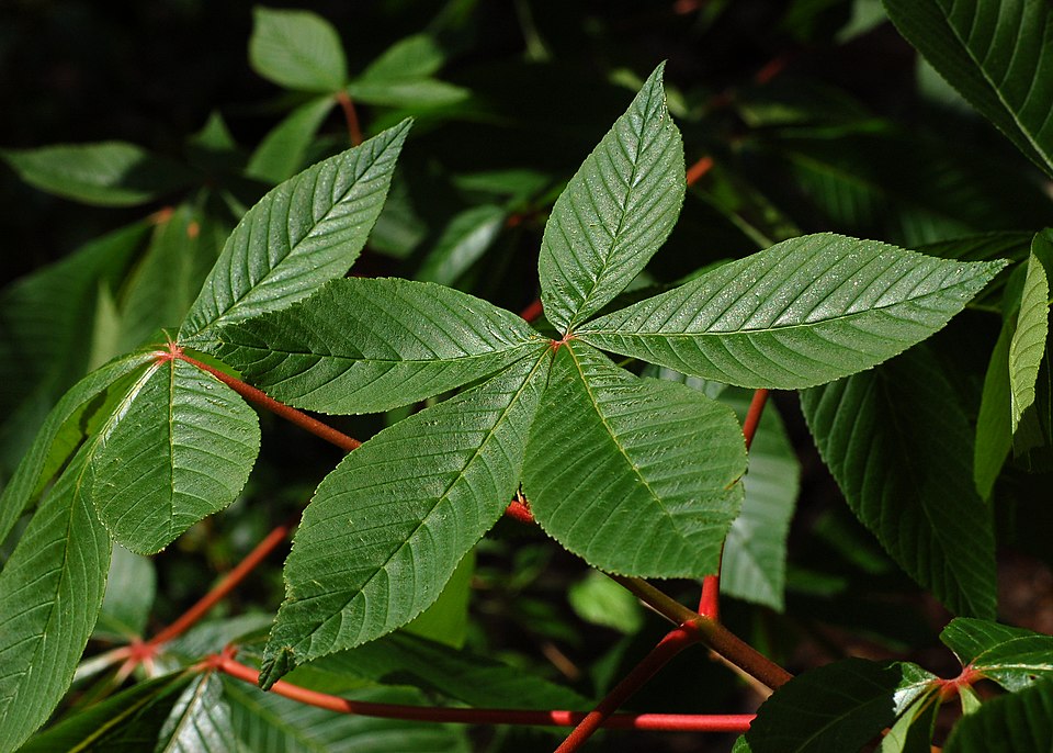 Red Buckeye