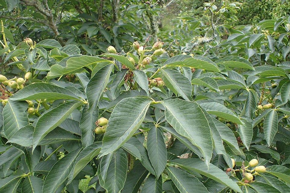 Painted Buckeye