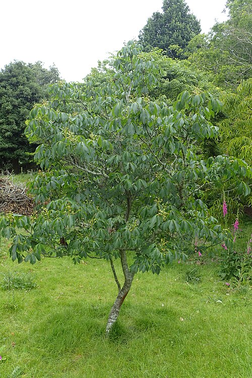 Painted Buckeye