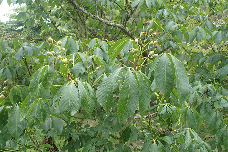 Painted Buckeye