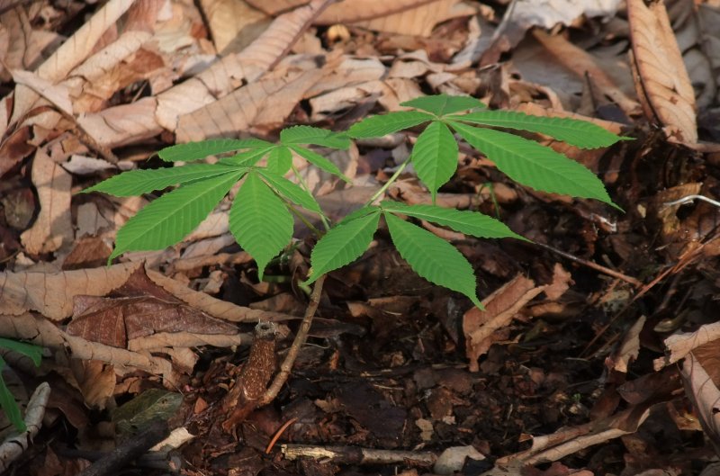 Japanese Horse Chestnut