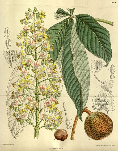 Japanese Horse Chestnut