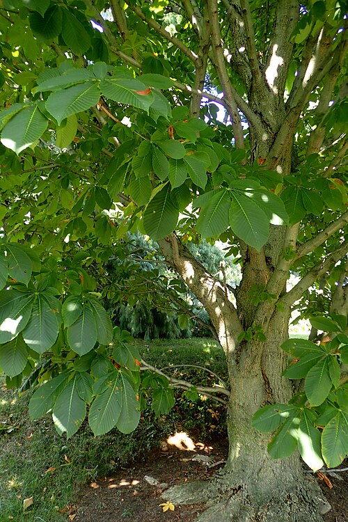 Japanese Horse Chestnut