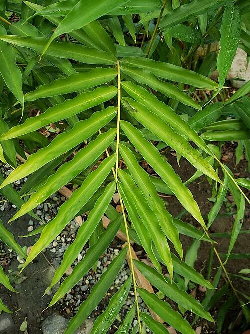 Aframomum