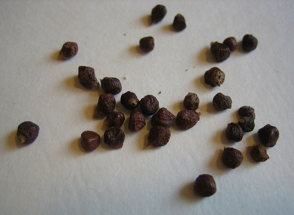 Aframomum