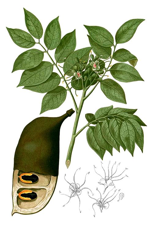 Mahogany