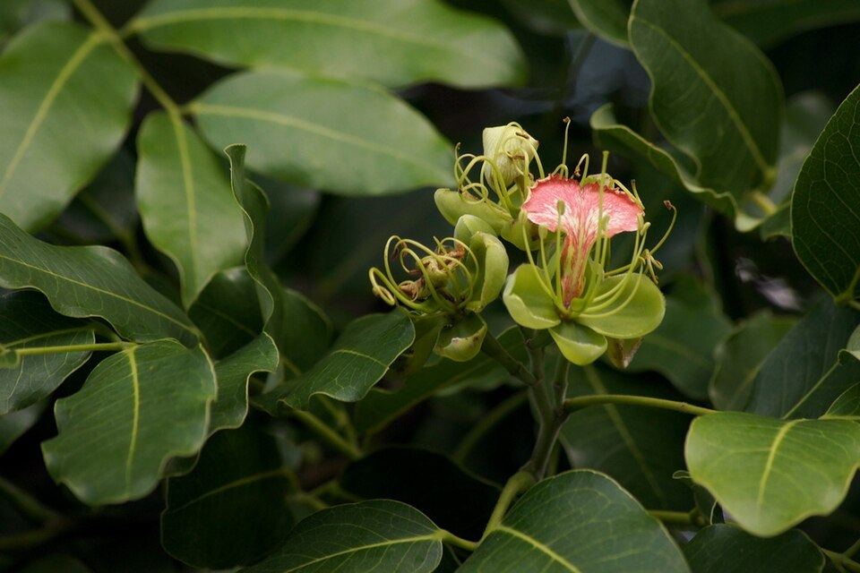 Pod Mahogany