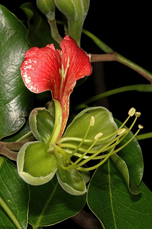 Pod Mahogany