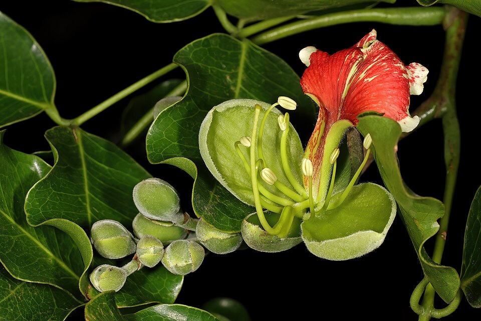 Pod Mahogany