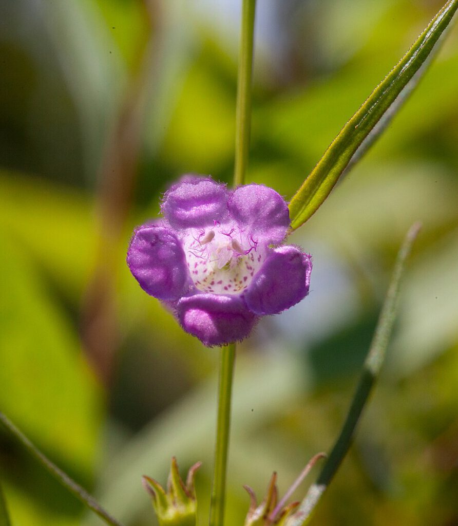 False Foxglove