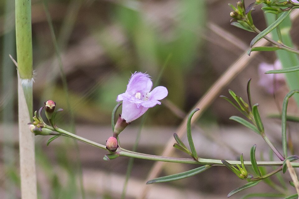False Foxglove
