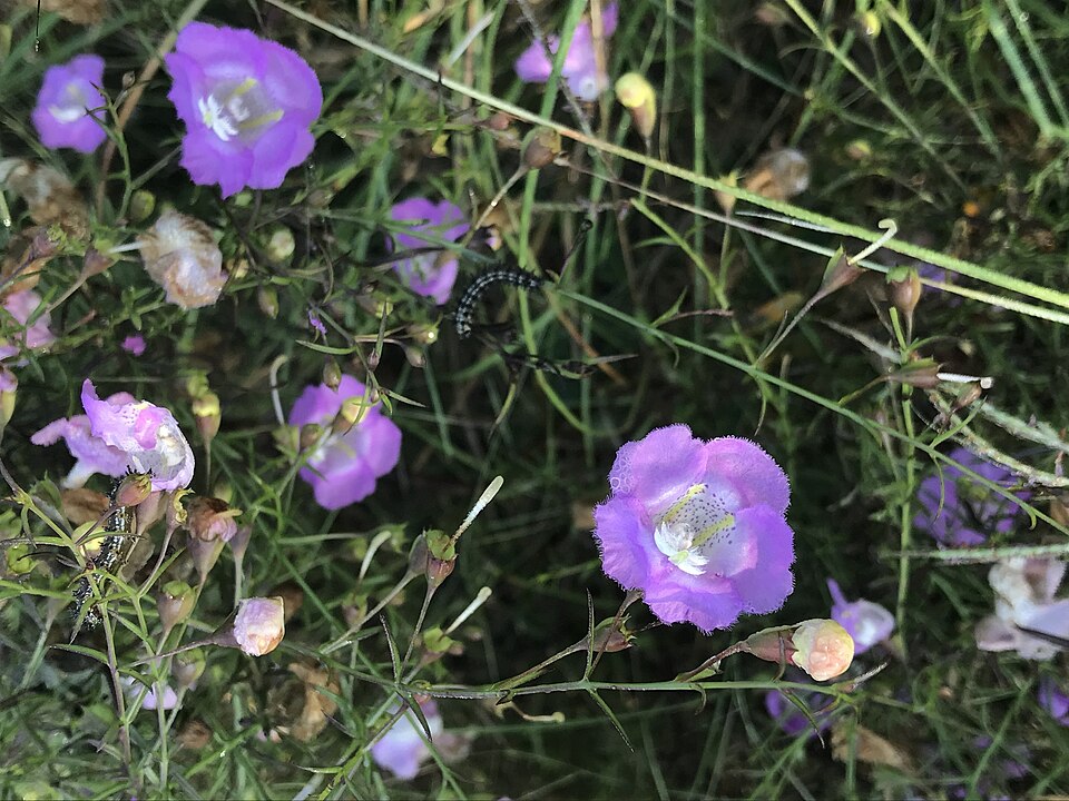 False Foxglove