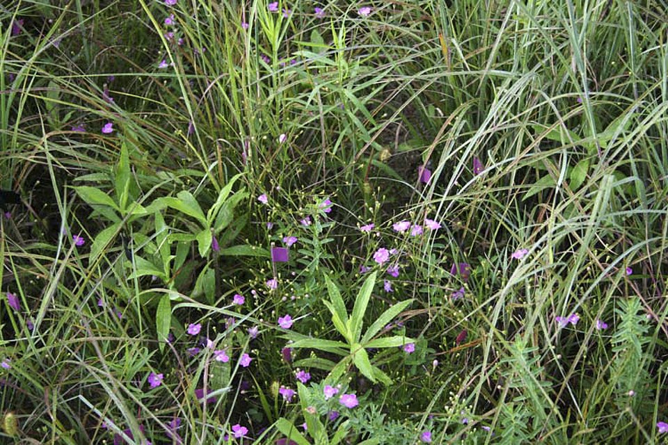 Sandplain False Foxglove
