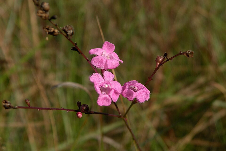 Scaleleaf False Foxglove