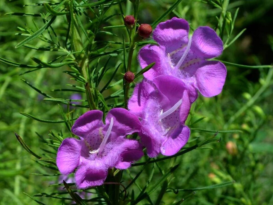 Beach False Foxglove