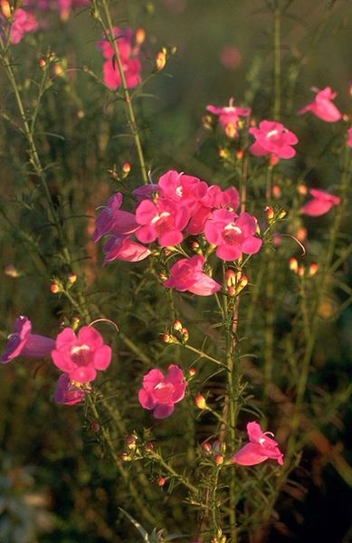 Beach False Foxglove