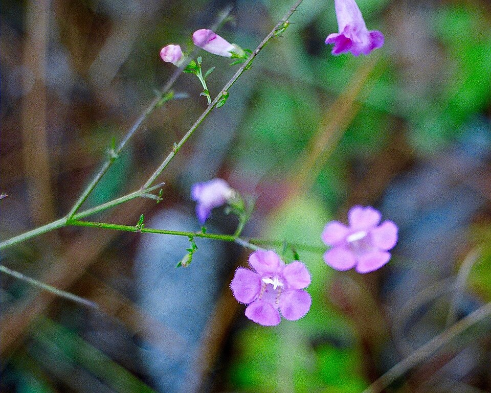 Ridgestem False Foxglove