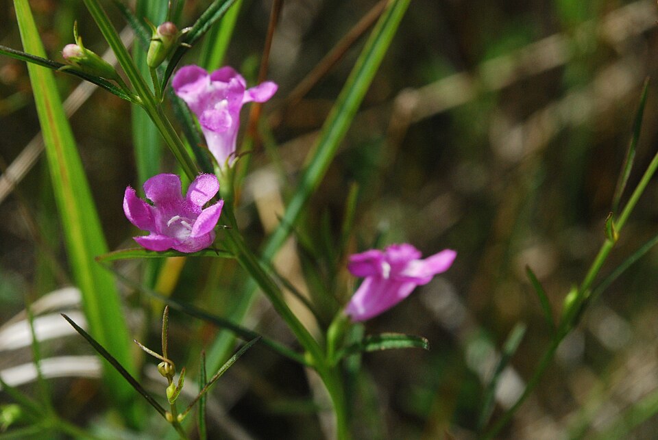 Smallflower False Foxglove