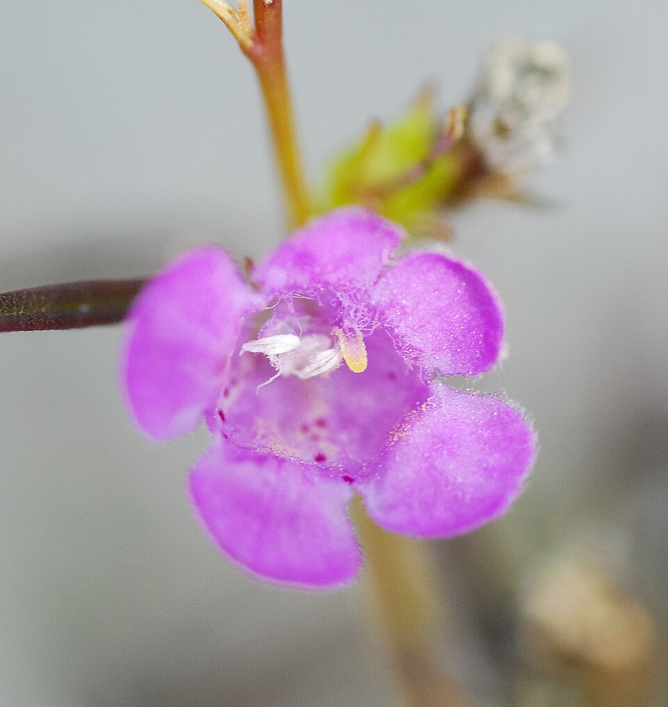 Smallflower False Foxglove