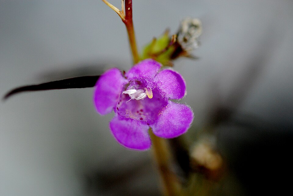 Smallflower False Foxglove