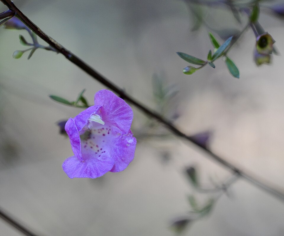 Slenderleaf False Foxglove