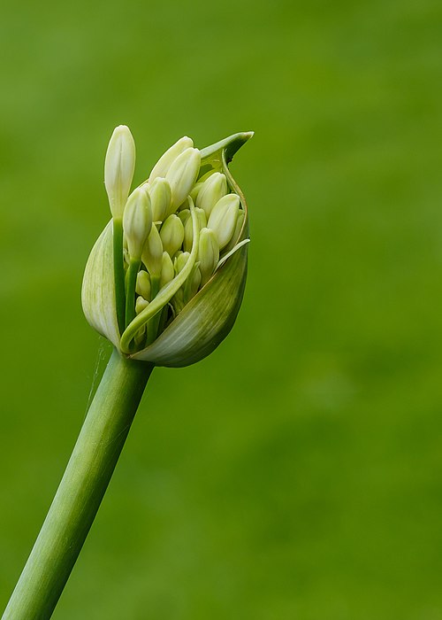 Lily Of The Nile