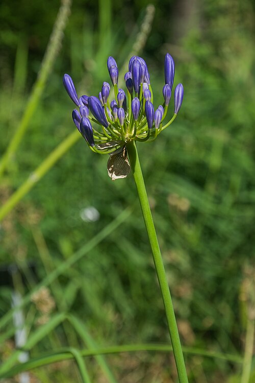 Lily Of The Nile