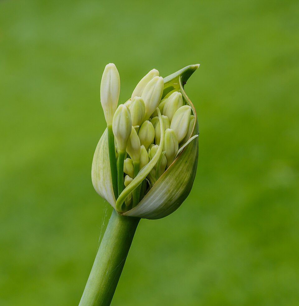 Lily Of The Nile