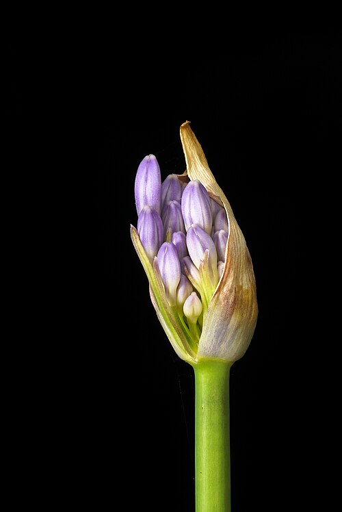 African-lily