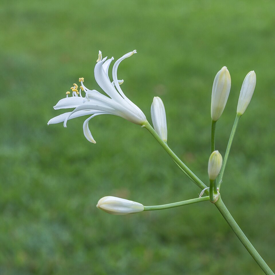 African-lily