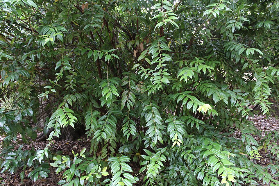 Florida Hobblebush