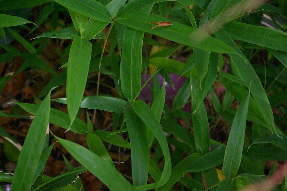 Florida Hobblebush