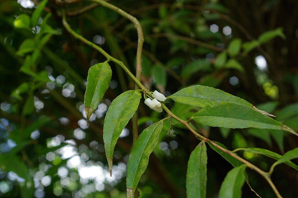 Florida Hobblebush