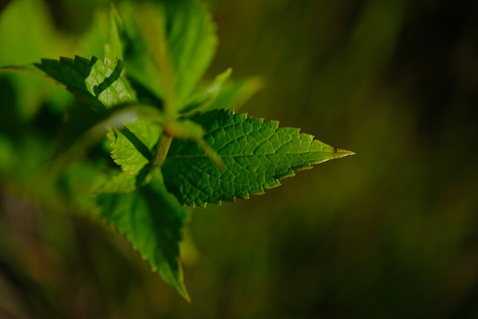 Blue Giant Hyssop