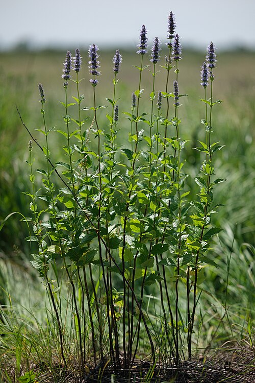 Blue Giant Hyssop