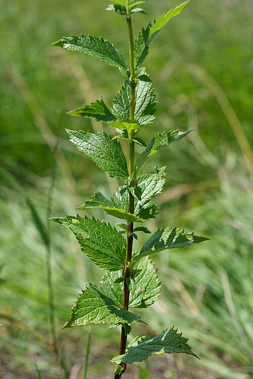Blue Giant Hyssop
